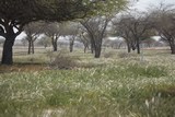 Wheat field - right side of the 7th fairway